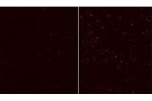 Immunofluorescent staining of HEK cells reacted with ATG12 monoclonal antibody  at 1:10-1:50 dilution. (ATG12 抗体)