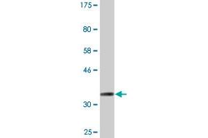 Western Blot detection against Immunogen (35. (CKMT1B 抗体  (AA 327-417))