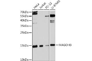 Western blot analysis of extracts of various cell lines, using MAGOHB Rabbit pAb (ABIN7268363) at 1:3000 dilution.