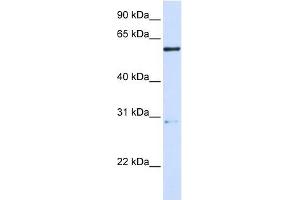MANEA antibody used at 1 ug/ml to detect target protein. (MANEA 抗体  (Middle Region))