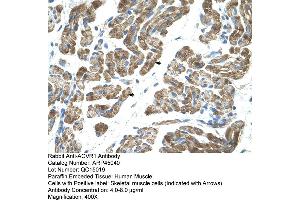 Human Muscle (ACVR1 抗体  (N-Term))