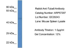 Western Blotting (WB) image for anti-Tubulin, alpha 8 (TUBA8) (N-Term) antibody (ABIN785882) (TUBA8 抗体  (N-Term))