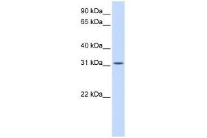 BCAS2 antibody used at 1 ug/ml to detect target protein. (BCAS2 抗体  (Middle Region))