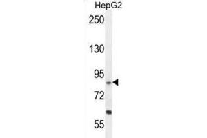 Western Blotting (WB) image for anti-Exocyst Complex Component 3-Like 1 (EXOC3L1) antibody (ABIN2996117) (EXOC3L1 抗体)