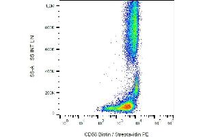 Flow cytometry analysis (surface staining) of human peripheral blood cells with anti-CD58 (MEM-63) biotin / streptavidin-PE. (CD58 抗体  (Biotin))
