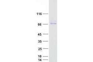 Validation with Western Blot (AIF Protein (Transcript Variant 1) (Myc-DYKDDDDK Tag))