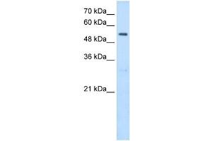 SHMT2 antibody used at 2. (SHMT2 抗体)