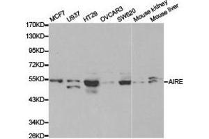 Western Blotting (WB) image for anti-Autoimmune Regulator (AIRE) antibody (ABIN1870889) (AIRE 抗体)
