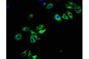 Immunofluorescence staining of HepG2 cells with ABIN7162667 at 1:108, counter-stained with DAPI. (PARD6B 抗体  (AA 253-372))
