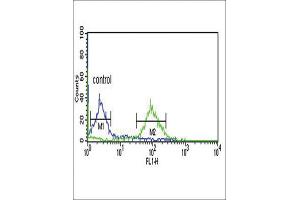 Flow Cytometry (FACS) image for anti-Enoyl-CoA Delta Isomerase 1 (ECI1) antibody (ABIN3003901) (DCI 抗体)