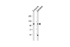 All lanes : Anti-(DANRE) heg Antibody (C-term) at 1:1000 dilution Lane 1: Zebrafish muscle lysate Lane 2: Zebrafish lysate Lysates/proteins at 20 μg per lane. (HEG1 抗体  (C-Term))