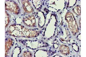 Immunohistochemical staining of paraffin-embedded Human Kidney tissue using anti-PDLIM2 mouse monoclonal antibody. (PDLIM2 抗体)