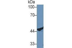 Rabbit Detection antibody from the kit in WB with Positive Control: Human MCF7 cell lysate. (Cathepsin D ELISA 试剂盒)