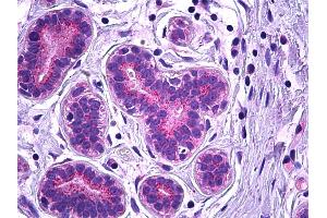 Anti-VPS35 antibody IHC of human breast, epithelium. (VPS35 抗体  (AA 783-796))