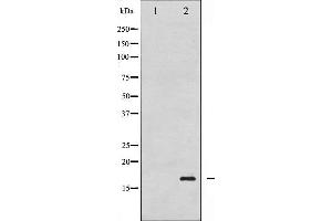 Western blot analysis of Histone H3. (Histone H3.1 抗体  (pSer10))