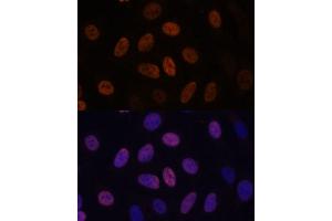 Immunofluorescence analysis of U-2 OS cells using WDHD1 antibody (ABIN7271351) at dilution of 1:100. (WDHD1 抗体  (AA 830-1129))