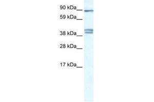 Western Blotting (WB) image for anti-Chloride Channel Kb (CLCNKB) antibody (ABIN2461077) (CLCNKB 抗体)