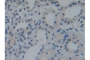 Immunohistochemistry (IHC) image for anti-Torsin Family 1, Member A (Torsin A) (TOR1A) (AA 33-321) antibody (ABIN7443317)