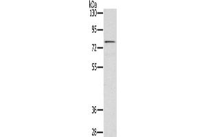 Western Blotting (WB) image for anti-TGF-beta Activated Kinase 1/MAP3K7 Binding Protein 3 (TAB3) antibody (ABIN2430415) (TAB3 抗体)