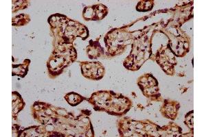 IHC image of ABIN7168574 diluted at 1:600 and staining in paraffin-embedded human placenta tissue performed on a Leica BondTM system. (STH 抗体  (AA 1-128))