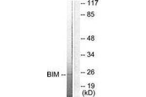 Western blot analysis of extracts from COS7 cells, using BIM Antibody. (BIM 抗体  (AA 1-50))