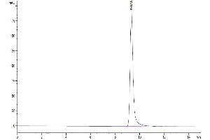 The purity of Mouse FOLR2 is greater than 95 % as determined by SEC-HPLC.