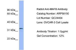 WB Suggested Anti-MAFB  Antibody Titration: 0. (MAFB 抗体  (Middle Region))