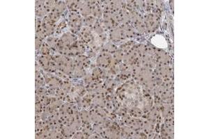 Immunohistochemical staining of human pancreas with PMM1 polyclonal antibody  shows moderate nuclear positivity in exocrine glandular cells. (PMM1 抗体)