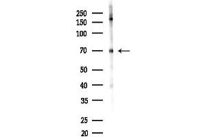 Western blot analysis of lysates from RAW264.