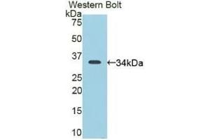 Detection of Recombinant CD163, Mouse using Polyclonal Antibody to Cluster Of Differentiation (CD163) (CD163 抗体  (AA 697-972))