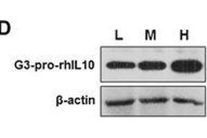 Western Blotting (WB) image for anti-Actin, beta (ACTB) (AA 1-50) antibody (ABIN724340)