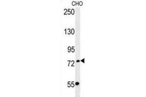 Western Blotting (WB) image for anti-F-Box Protein 34 (FBXO34) antibody (ABIN3002414)