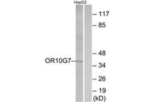 Western Blotting (WB) image for anti-Olfactory Receptor, Family 10, Subfamily G, Member 7 (OR10G7) (AA 234-283) antibody (ABIN2891110) (OR10G7 抗体  (AA 234-283))