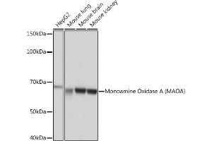 Western blot analysis of extracts of various cell lines, using Monoamine Oxidase A (MAOA) (MAOA) Rabbit mAb (ABIN1682632, ABIN3018542, ABIN3018543 and ABIN7101625) at 1:1000 dilution. (Monoamine Oxidase A 抗体)