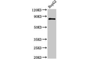 Western Blot Positive WB detected in: HepG2 whole cell lysate All lanes: NR3C1 antibody at 3 μg/mL Secondary Goat polyclonal to rabbit IgG at 1/50000 dilution Predicted band size: 86, 82, 65, 61, 83, 79, 77, 76, 52, 51, 50 kDa Observed band size: 86 kDa (Glucocorticoid Receptor 抗体  (AA 1-190))