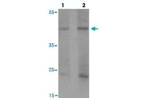 Western blot analysis of PELI1 in human liver tissue with PELI1 polyclonal antibody  at (1) 1 and (2) 2 ug/mL.