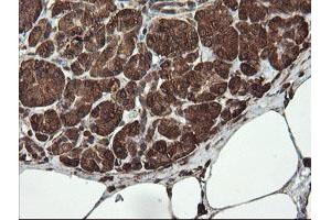 Image no. 3 for anti-Receptor Accessory Protein 5 (REEP5) antibody (ABIN1500659)