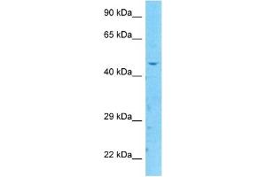 Host:  Rabbit  Target Name:  P2RX2  Sample Type:  HepG2 Whole Cell lysates  Antibody Dilution:  1. (P2RX2 抗体  (C-Term))