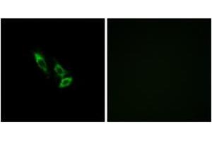 Immunofluorescence analysis of A549 cells, using OR10V1 Antibody. (OR10V1 抗体  (AA 161-210))
