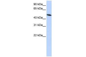 PDIA6 antibody used at 1 ug/ml to detect target protein. (PDIA6 抗体  (Middle Region))