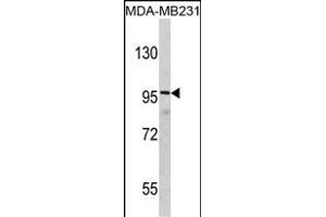 Western Blotting (WB) image for anti-Discs, Large (Drosophila) Homolog-Associated Protein 1 (DLGAP1) (AA 162-190), (N-Term) antibody (ABIN390832)