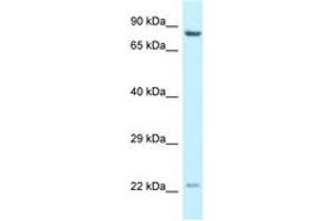 Image no. 1 for anti-Nuclear Receptor Coactivator 4 (NCOA4) (AA 509-558) antibody (ABIN6747719) (NCOA4 抗体  (AA 509-558))