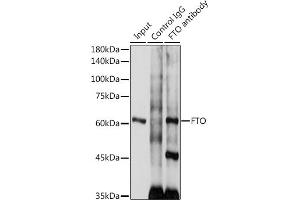 Immunoprecipitation analysis of 300 μg extracts of SH-SY5Y cells using 3 μg FTO antibody (ABIN6131655, ABIN6140795, ABIN6140796 and ABIN6218529). (FTO 抗体  (AA 416-505))
