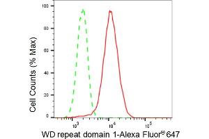 Flow cytometric analysis of WD repeat domain 1 expression in H9c2 cells using WD repeat domain 1 antibody (ABIN7800852), 1:2,000).