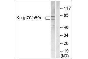Western blot analysis of extracts from LOVO cells, using Ku70/80 Antibody . (XRCC5 抗体  (C-Term))