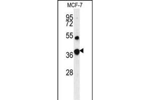 Western blot analysis of FBP1 Antibody (Center) (ABIN391577 and ABIN2841512) in MCF-7 cell line lysates (35 μg/lane). (FBP1 抗体  (AA 125-156))