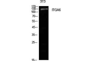 Western Blot (WB) analysis of NIH-3T3 cells using Integrin alpha6 Polyclonal Antibody. (ITGA6 抗体  (Internal Region))