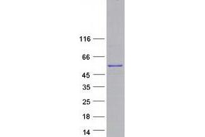 Western Blotting (WB) image for Protein tyrosine Phosphatase, Non-Receptor Type 18 (Brain-Derived) (PTPN18) (Transcript Variant 1) protein (Myc-DYKDDDDK Tag) (ABIN2730112)