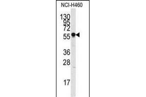 Western blot analysis of anti-SIGLEC7 Pab (ABIN388428 and ABIN2837865) in NCI- cell line lysate (35 μg/lane). (SIGLEC7 抗体  (N-Term))