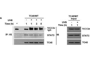 Western Blotting (WB) image for anti-Stratifin (SFN) antibody (ABIN2854867)